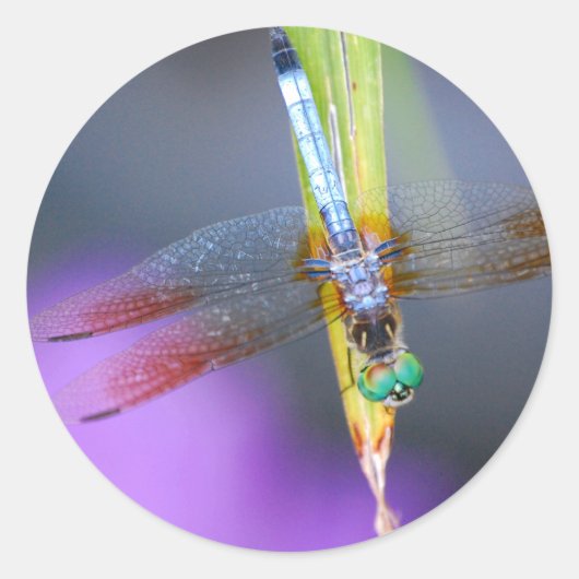 ドラゴンフライ – シール (正面)