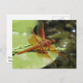 ドラゴンフライ・ドリームズ ポストカード (正面/裏面)