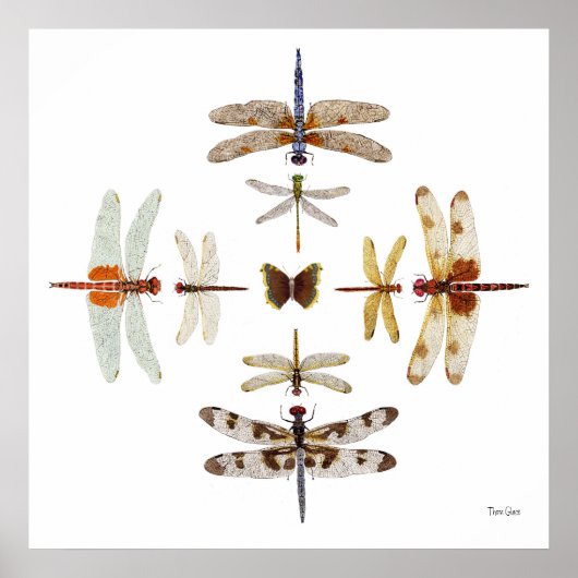 ドラゴンフライ・ブルズアイ・グラフィックス ポスター (正面)