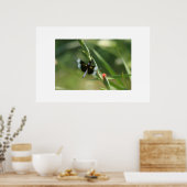 ドラゴンフライ ポスター (キッチン)