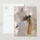 ドラゴンフライ！ ポストカード (正面/裏面)
