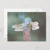 ドラゴンフライ ポストカード (正面/裏面)