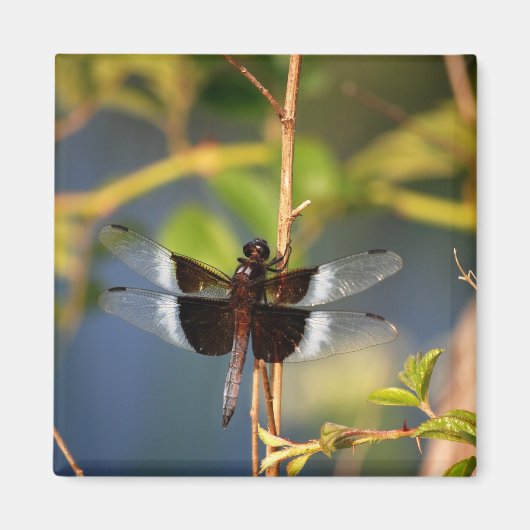 ドラゴンフライ マグネット (正面)