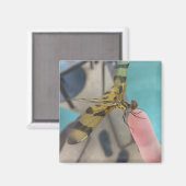 ドラゴンフライ マグネット (正面/裏面)