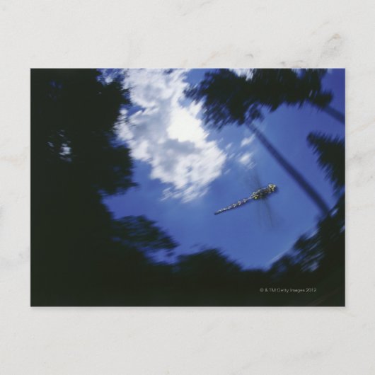 ドラゴンフライ、羽ばたき ポストカード (正面)