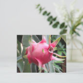 ドラゴンフルーツ栽培 ポストカード (スタンド正面)