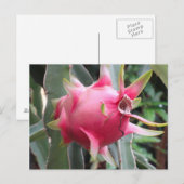 ドラゴンフルーツ栽培 ポストカード (正面/裏面)