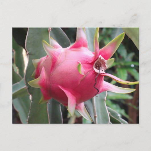 ドラゴンフルーツ栽培 ポストカード (正面)