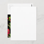 ドラゴンフルーツ葉書 ポストカード (正面/裏面)