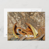 ドラゴンポストカード ポストカード (正面/裏面)