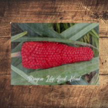 ドラゴンリリー赤いシードヘッド