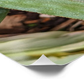 ドラゴンリリー赤いシードヘッド ポスター (コーナー)