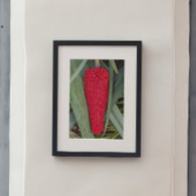 ドラゴンリリー赤いシードヘッド