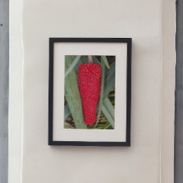 ドラゴンリリー赤いシードヘッド ポスター