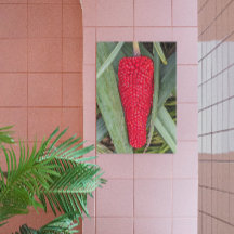 ドラゴンリリー赤いシードヘッド