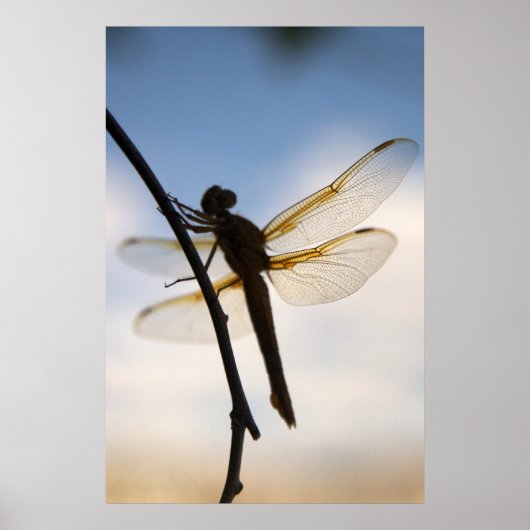 ドラゴン・アット・レスト ポスター (正面)