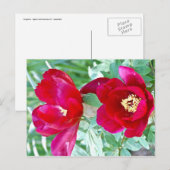 ドラゴン、タイガース、牡丹IV ポストカード (正面/裏面)