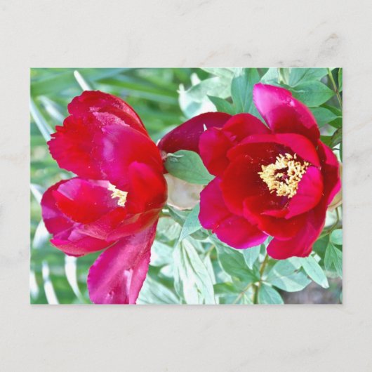 ドラゴン、タイガース、牡丹IV ポストカード (正面)