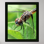 ドラゴン ポスター (正面)