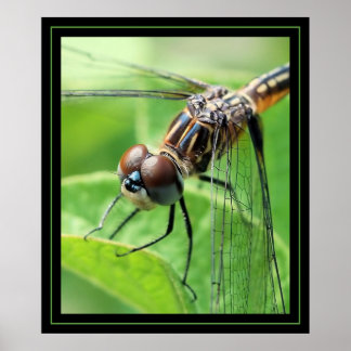 ドラゴン ポスター