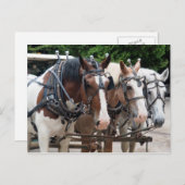ドラフト馬チームに感謝 ポストカード (正面/裏面)
