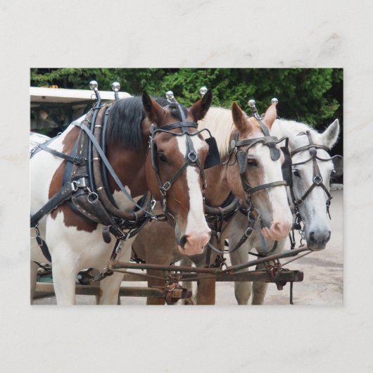 ドラフト馬チームに感謝 ポストカード (正面)