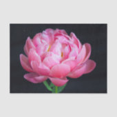ドラマチックで可愛らしいピンクの芍薬 薄葉紙 (正面)
