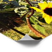 ドラマチックな嵐の雲の写真の前のひまわり ポスター (角)