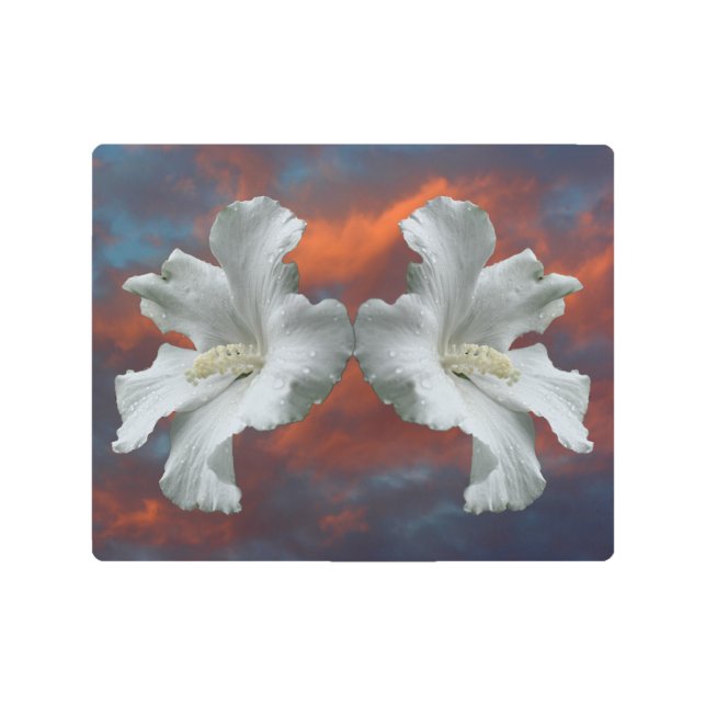 ドラマチックな空に白いハイビスカスの花 メタルプリント (正面)