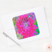 ドラマチックな紅色とピンクのダリアの花 スクエアシール (封筒)