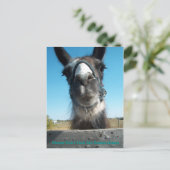 ドラマ食べ物を与えラマするな ポストカード (スタンド正面)