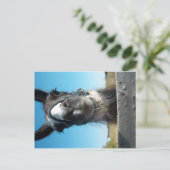 ドラマ ラマ ポストカード (スタンド正面)