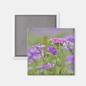 ドラムモンドフロックス、Phlox drummondi、2のクローズアップ マグネット (正面/裏面)