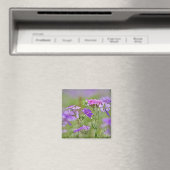 ドラムモンドフロックス、Phlox drummondi、2のクローズアップ マグネット (インサイチュ (食洗機))