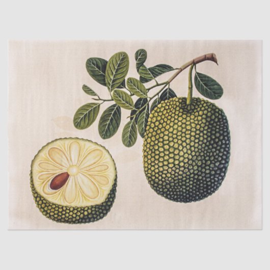 ドリアンの果実と葉 薄葉紙 (正面)