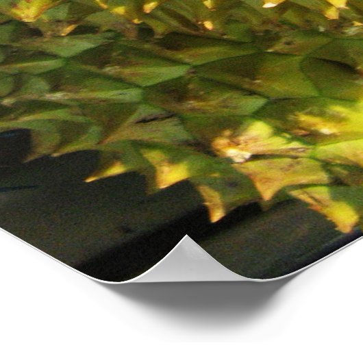 ドリアン果実 ポスター (角)