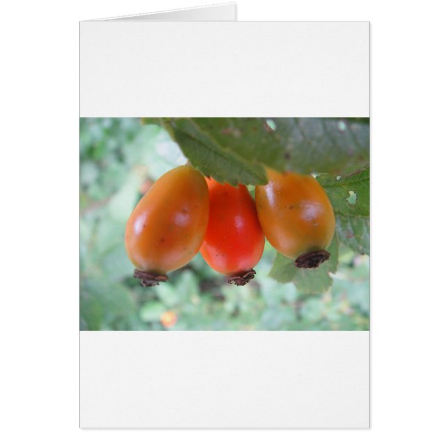 ドリオレンジハゲブテン (正面)