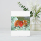 ドリオレンジハゲブテン ポストカード (スタンド正面)