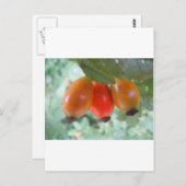 ドリオレンジハゲブテン ポストカード (正面/裏面)