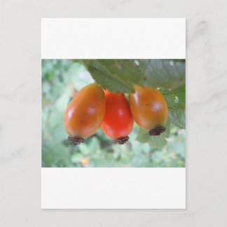 ドリオレンジハゲブテン ポストカード