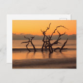 ドリフトウッドビーチアットサンライズジキル島ジョージア ポストカード (正面/裏面)