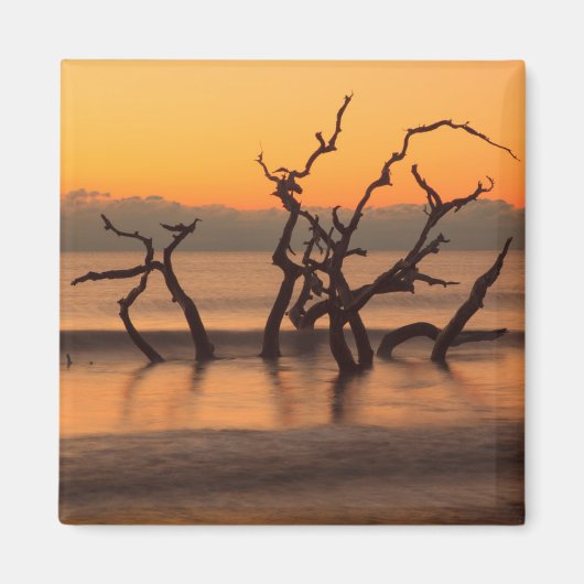 ドリフトウッドビーチアットサンライズジキル島ジョージア マグネット (正面)