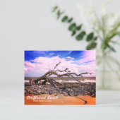 ドリフトウッドビーチジキル島ジョージア葉書 ポストカード (スタンド正面)