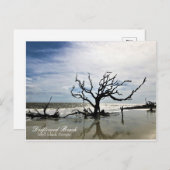 ドリフトウッドビーチジキル島ジョージア ポストカード (正面/裏面)