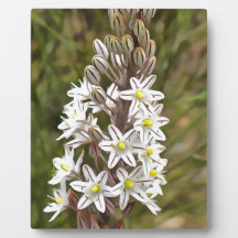 ドリミアマリティマまたはアイランドオニオンアート