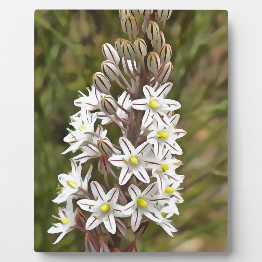 ドリミアマリティマまたはアイランドオニオンアート フォトプラーク (正面)