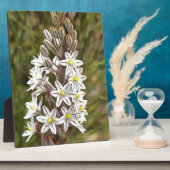 ドリミアマリティマまたはアイランドオニオンアート フォトプラーク (側面)