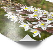 ドリミアマリティマまたはアイランドオニオンアート フォトプリント            (角)