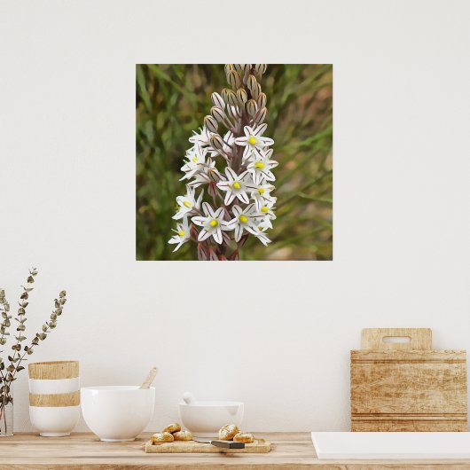 ドリミアマリティマまたはアイランドオニオンアート ポスター (キッチン)