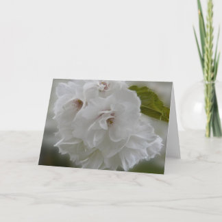 ドリーミーさくらんぼの花AH2010 カード